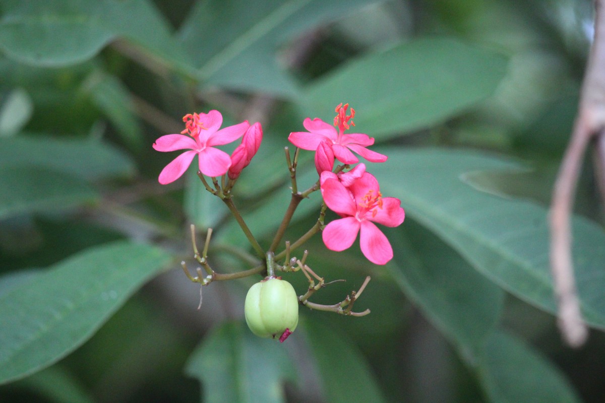 Jatropha integerrima Jacq.